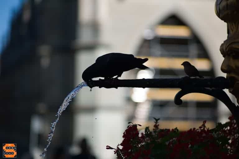 Drinking Bird at Fountain - Raw Image