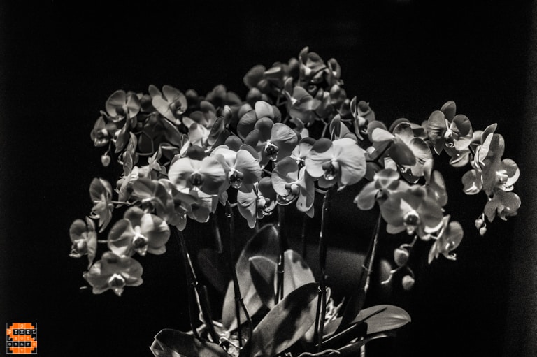 Flowers Still Life in Black and White